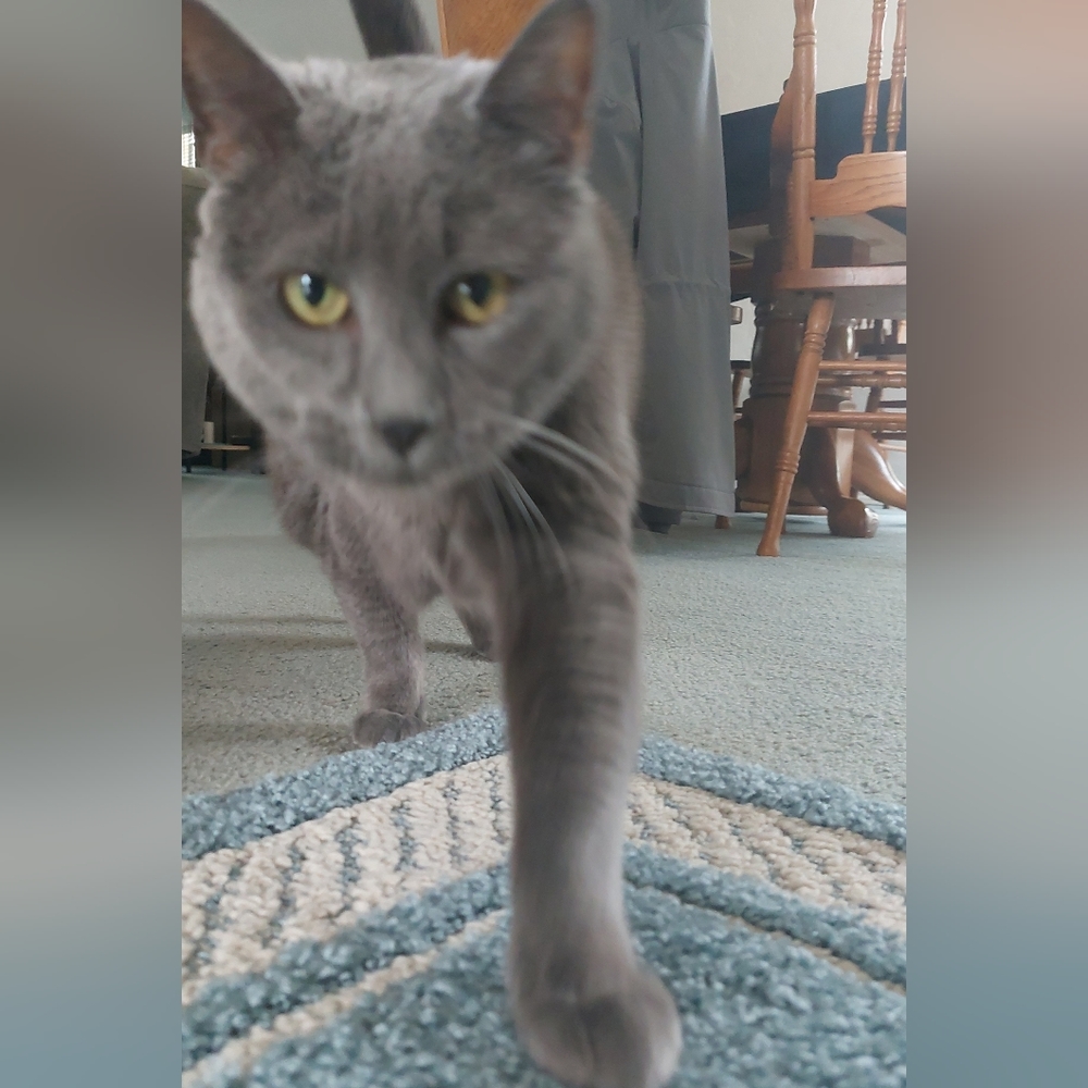 🩷Basic info and background🩷 - Picture 3 of 12